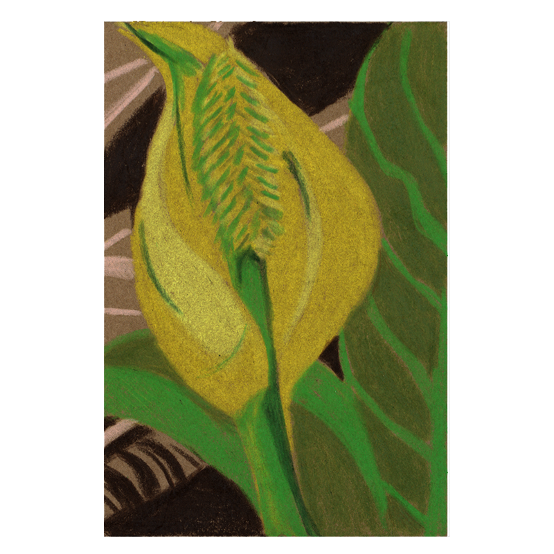 Small colored pencil drawing of a yellow swamp lily.