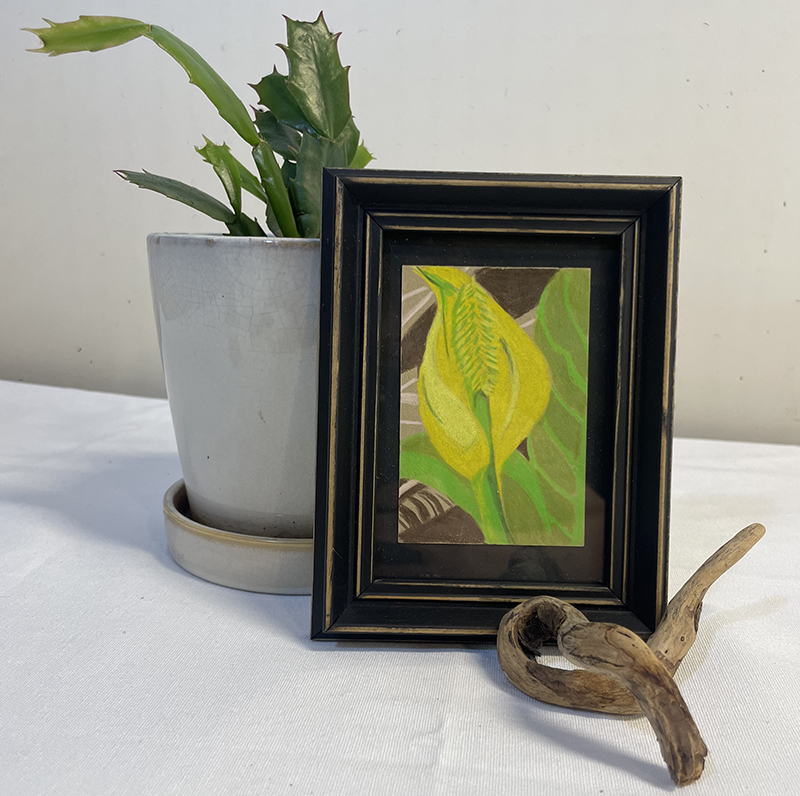 Small colored pencil drawing of a yellow swamp lily.